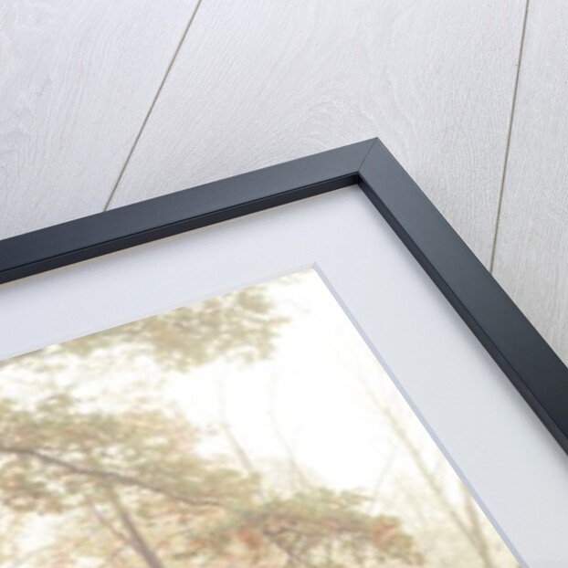 Misty forest by Assaf Frank